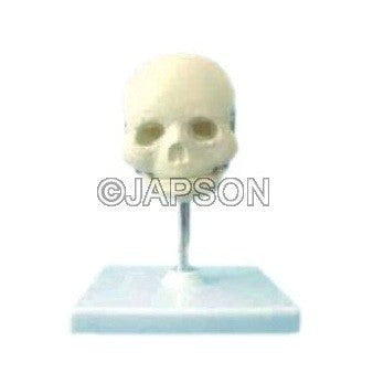 Human Skull Model, Fetal Child Human Skull Model, Fetal Child